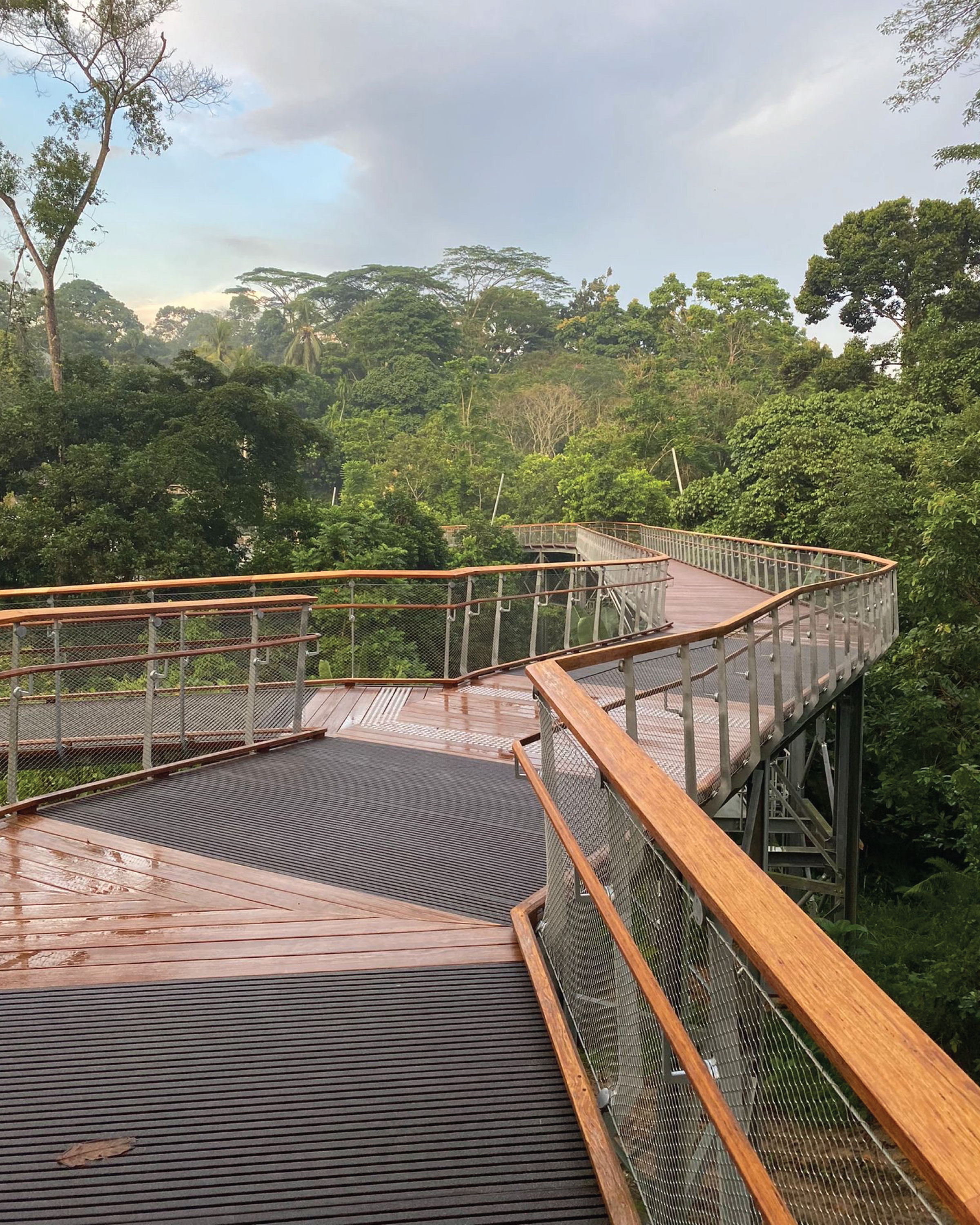 Singapore Rifle Range Nature Park Onewood Boardwalk
