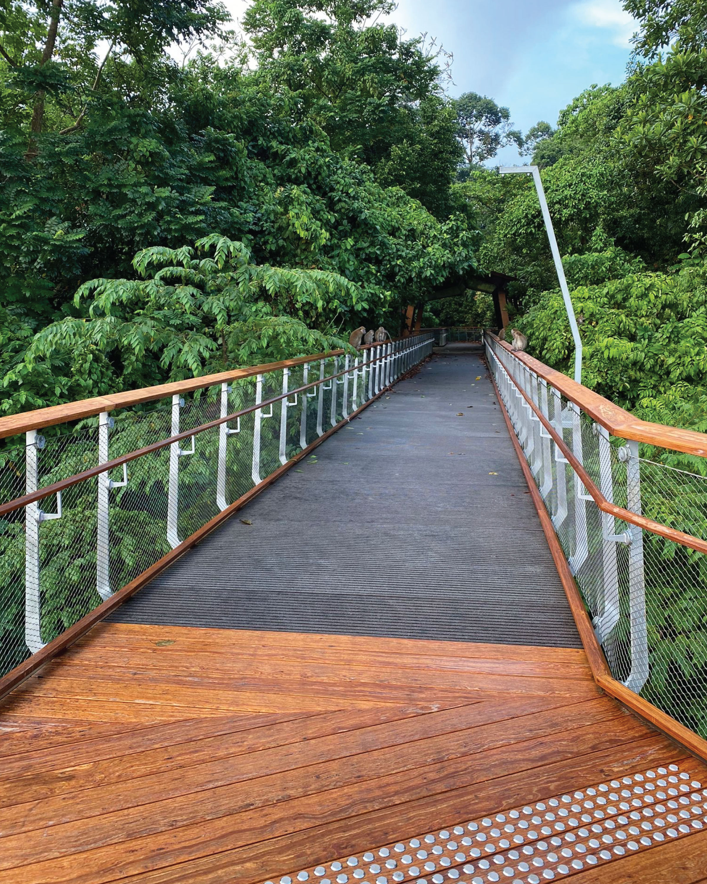 Singapore Rifle Range Nature Park Onewood Handrail